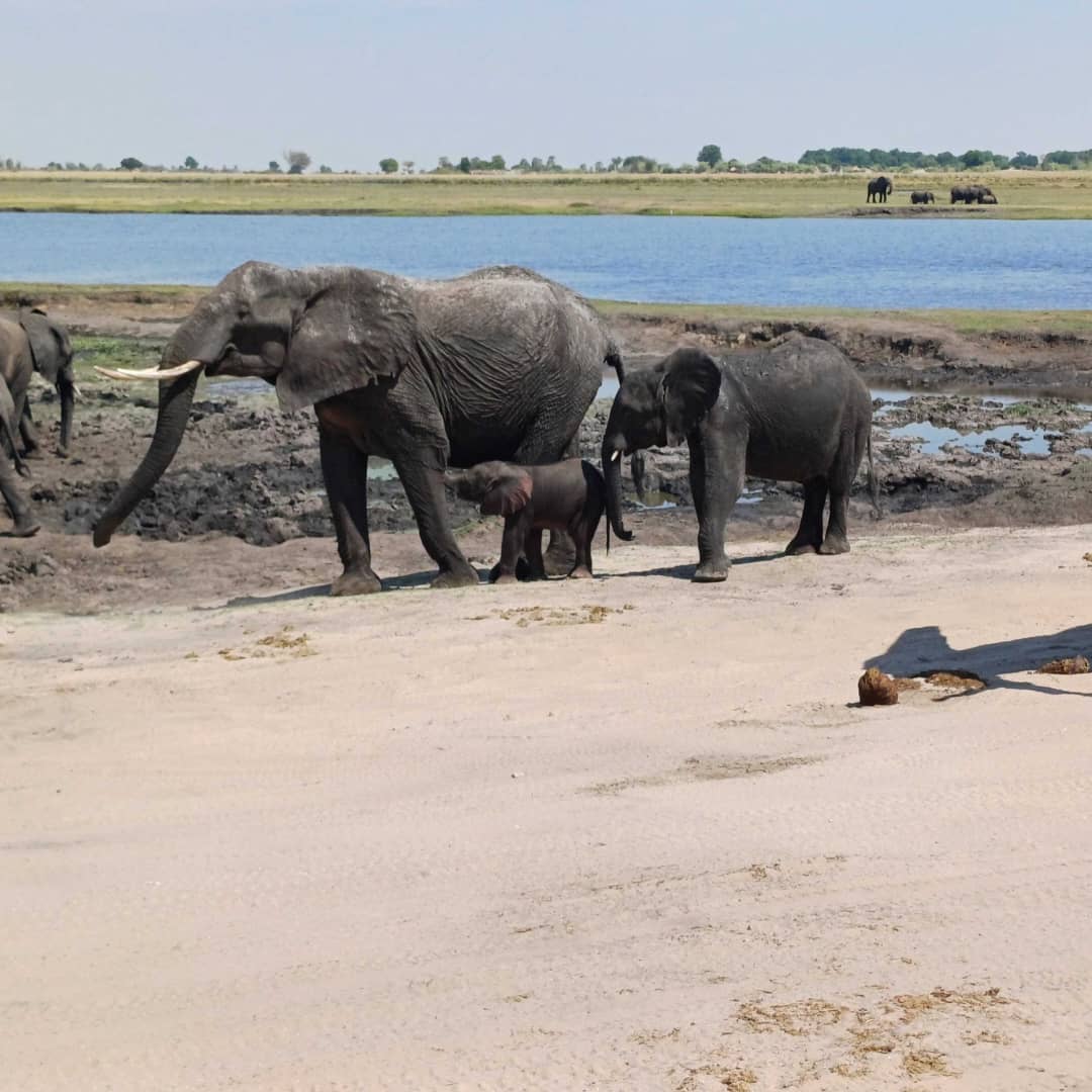 Elephants gathered at a river in the African bush